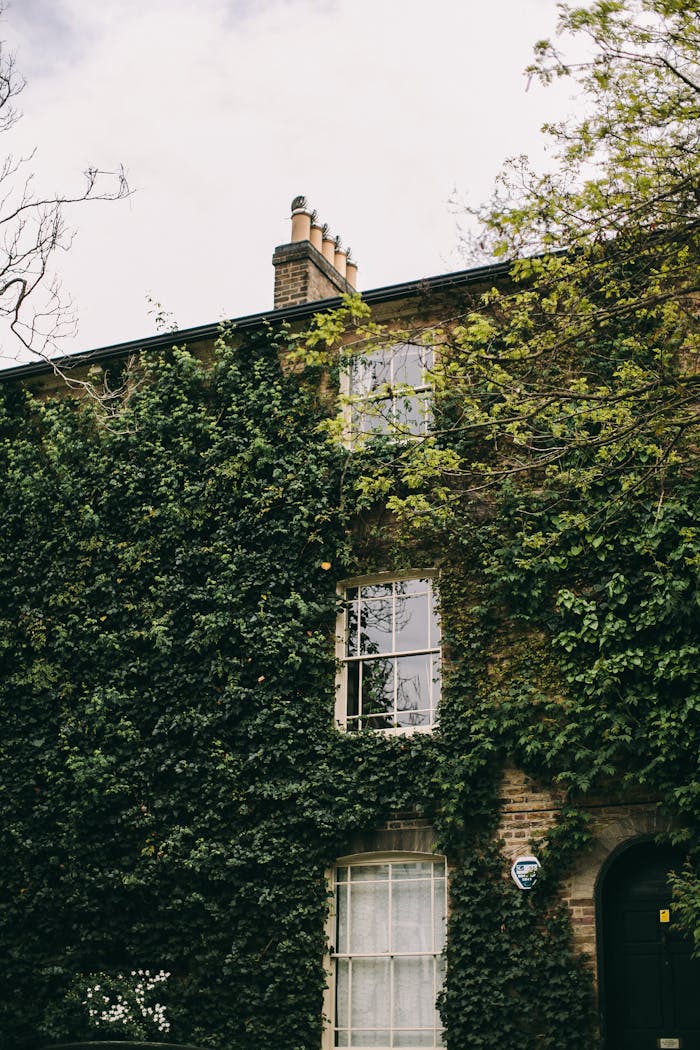 Classic English house with ivy-covered walls and windows in a tranquil neighborhood.
